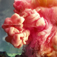 Mutiny On The Bounty - Digital Tropics - CD  (2015) - Redfield Records